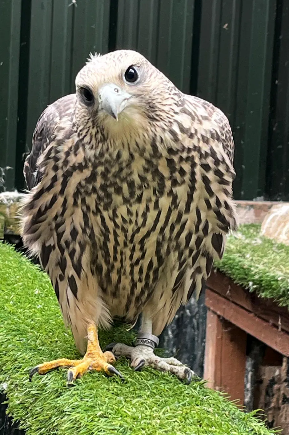 falcon-bird